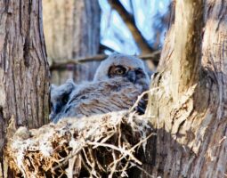 Great Horned Owlets