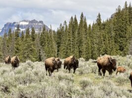 Yellowstone 2026